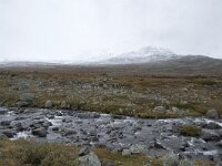 N, Oppland, Oystre Slidre, Valdresflya 1, Saxifraga-Willem van Kruijsbergen