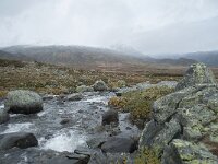 N, Oppland, Oystre Slidre, Valdresflya 14, Saxifraga-Annemiek Bouwman