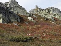 N, Oppland, Sel, Mysuseter 36, Saxifraga-Willem van Kruijsbergen