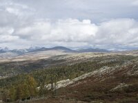 N, Oppland, Sel, Mysuseter 39, Saxifraga-Willem van Kruijsbergen