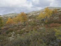 N, Oppland, Sel, Mysuseter 82, Saxifraga-Willem van Kruijsbergen