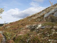 N, Oppland, Sel, Mysuseter 99, Saxifraga-Willem van Kruijsbergen