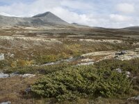 N, Oppland, Sel, Peer Gynt Hytta 101, Saxifraga-Willem van Kruijsbergen