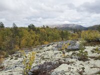 N, Oppland, Sel, Peer Gynt Hytta 132, Saxifraga-Willem van Kruijsbergen