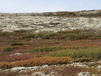N, Oppland, Sel, Peer Gynt Hytta 70, Saxifraga-Willem van Kruijsbergen