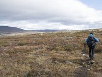 N, Trondelag, Oppdal, Gronbakken 28, Saxifraga-Willem van Kruijsbergen