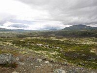 N, Trondelag, Oppdal, Kongsvoll 12, Saxifraga-Bart Vastenhouw