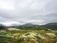 N, Trondelag, Oppdal, Kongsvoll 14, Saxifraga-Bart Vastenhouw