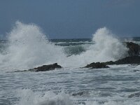 P, Faro, Vila do Bispo, Praia da Cordoama 90, Saxifraga-Willem van Kruijsbergen
