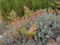 E, Avila, Guisando, Galayos valley 11, Saxifraga-Tom Heijnen