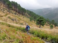 E, Avila, Guisando, Galayos valley 38, Saxifraga-Tom Heijnen