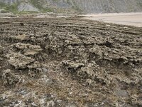 E, Cantabria, Miengo, Playa de los Caballos 27, Saxifraga-Willem van Kruijsbergen