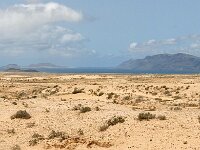 E, Las Palmas, Tinajo, Tequise-Soo 2, Saxifraga-Tom Heijnen