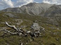 CH, Graubuenden, Zernez, SNP, Munt Chavagl 3, Saxifraga-Jan van der Straaten