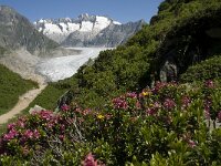 CH, Wallis, Riederalp, Grosser Aletschgletscher 50, Saxifraga-Willem van Kruijsbergen