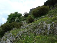 AL, Shkoder, Shkoder 113, Saxifraga-Hans Boll