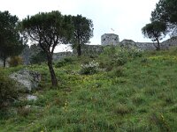 AL, Shkoder, Shkoder 114, Saxifraga-Hans Boll