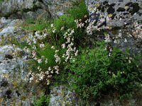 AL, Shkoder, Shkoder 117, Saxifraga-Hans Boll