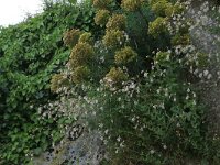 AL, Shkoder, Shkoder 119, Saxifraga-Hans Boll