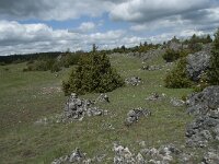 F, Lozere, Le Pompidou, l' Hospitalet 42, Saxifraga-Willem van Kruijsbergen