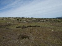 F, Lozere, Le Pont-de-Montvert, Col de Finiels 9, Saxifraga-Willem van Kruijsbergen