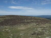 F, Lozere, Le Pont-de-Montvert, Sommet de Finiels 62, Saxifraga-Willem van Kruijsbergen
