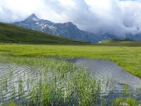 F, Savoie, Val-Cenis, Parc national de la Vanoise near Bellecombe 5, Saxifraga-Tom Heijnen