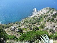 F, Var, La Seyne-sur-Mer, Foret de Six-Fours, Saxifraga-Tom Heijnen