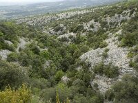 F, Vaucluse, Bedoin, Combe de Curnier 10, Saxifraga-Willem van Kruijsbergen