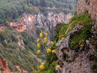 GR, Corfu, Angelokastro 6, Saxifraga-Hans Dekker