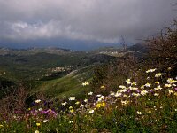 GR, Corfu, Strinilas 2, Saxifraga-Hans Dekker