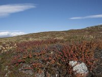 N, Buskerud, Hol, Laegreid 14, Saxifraga-Willem van Kruijsbergen