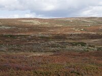 N, Buskerud, Hol, Prestholtseter 4, Saxifraga-Willem van Kruijsbergen