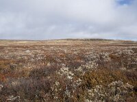 N, Buskerud, Hol, Tuva turisthytte 28, Saxifraga-Willem van Kruijsbergen