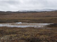 N, Buskerud, Hol, Tuva turisthytte 32, Saxifraga-Willem van Kruijsbergen