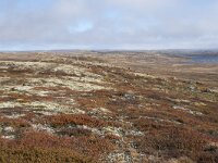 N, Buskerud, Hol, Tuva turisthytte 64, Saxifraga-Willem van Kruijsbergen