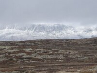 N, Buskerud, Hol, Tuva turisthytte 83, Saxifraga-Willem van Kruijsbergen