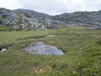 N, Finnmark, Nordkapp, Gjesvaer 14, Saxifraga-Willem van Kruijsbergen