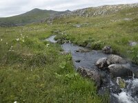 N, Finnmark, Nordkapp, Gjesvaer 20, Saxifraga-Willem van Kruijsbergen