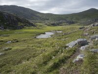 N, Finnmark, Nordkapp, Gjesvaer 30, Saxifraga-Willem van Kruijsbergen