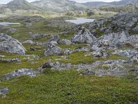 N, Finnmark, Nordkapp, Gjesvaer 32, Saxifraga-Willem van Kruijsbergen