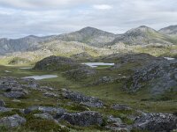 N, Finnmark, Nordkapp, Gjesvaer 33, Saxifraga-Willem van Kruijsbergen