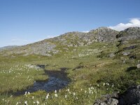 N, Finnmark, Nordkapp, Gjesvaer 49, Saxifraga-Willem van Kruijsbergen