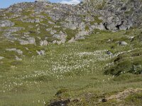 N, Finnmark, Nordkapp, Gjesvaer 50, Saxifraga-Willem van Kruijsbergen