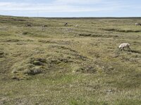 N, Finnmark, Nordkapp, Nordkapp 45, Saxifraga-Willem van Kruijsbergen