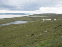 N, Finnmark, Porsanger, Russenes 14, Saxifraga-Willem van Kruijsbergen