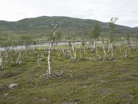 N, Finnmark, Porsanger, Russenes 15, Saxifraga-Willem van Kruijsbergen
