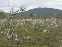 N, Finnmark, Porsanger, Russenes 16, Saxifraga-Willem van Kruijsbergen