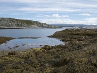 N, Finnmark, Porsanger, Trollholmsund 30, Saxifraga-Willem van Kruijsbergen