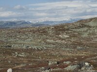 N, Hordaland, Eidfjord, Repsetjornane 15, Saxifraga-Annemiek Bouwman